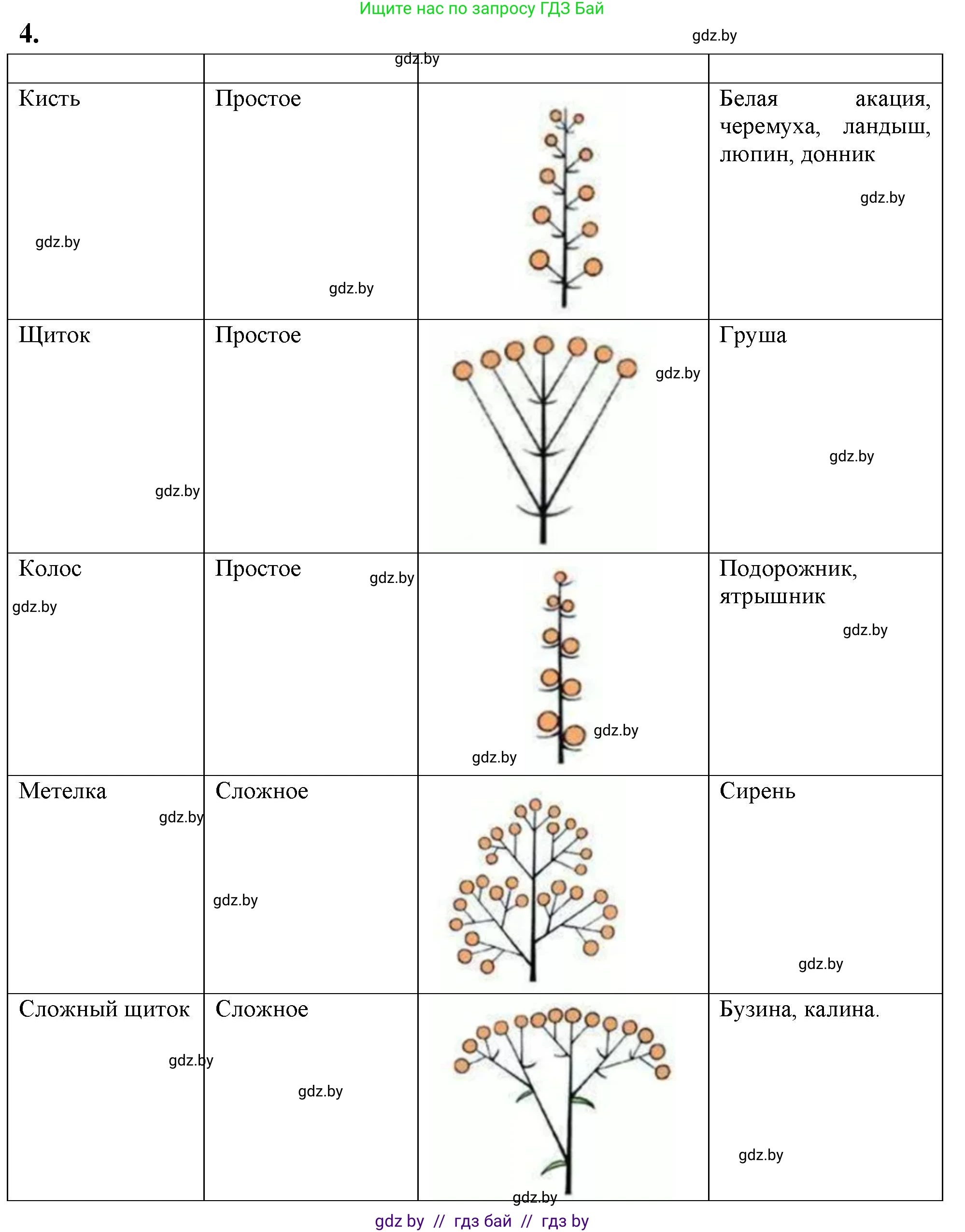 Биология, 7 класс тетрадь для экскусрий, лабораторных и практических работ, автор: Рогожников Олег Николаевич, издательство Сэр-Вит, Минск, 2022, голубого цвета, страница 37, номер 4, Решение