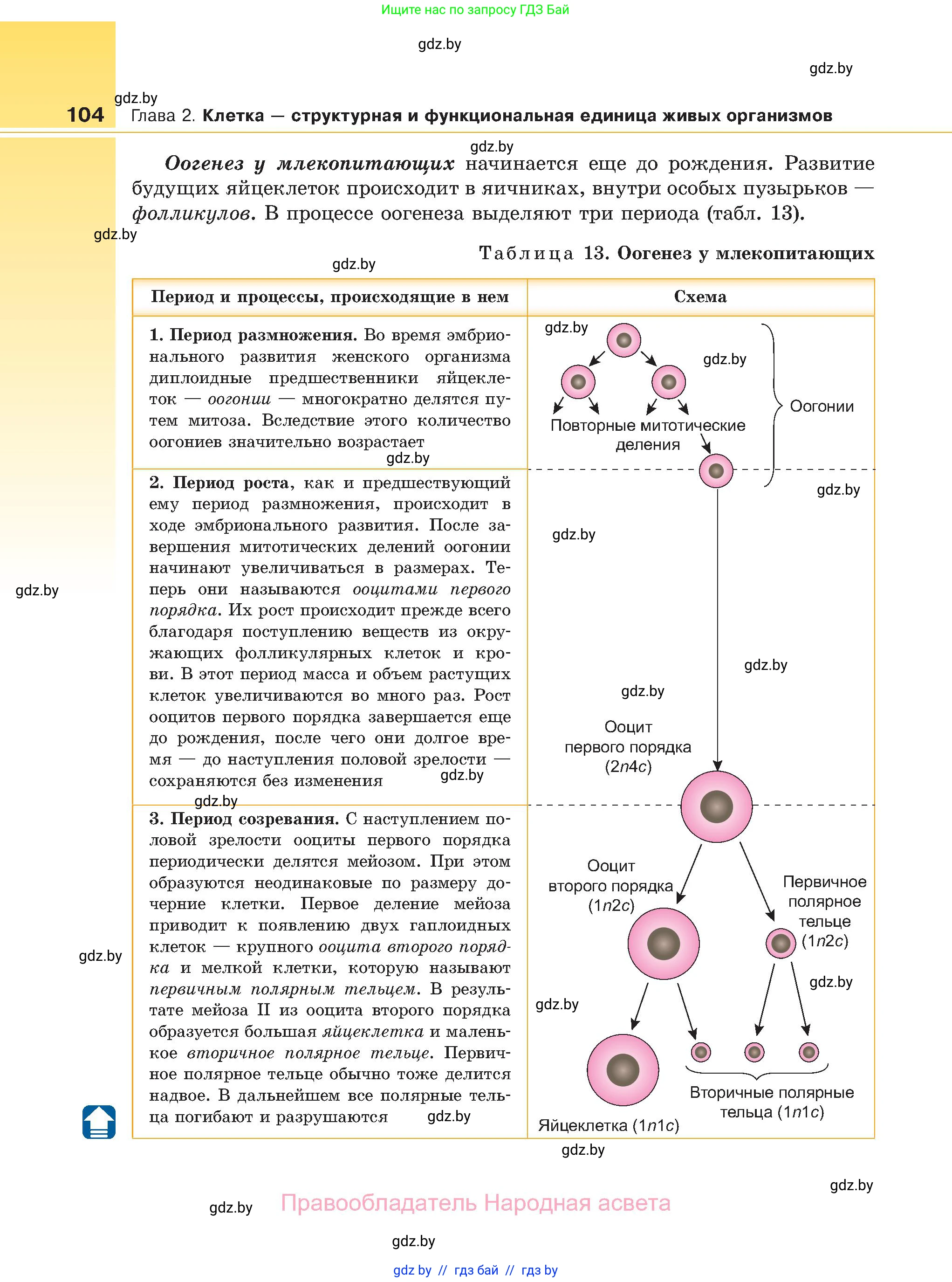 Биология, 11 класс Учебник, авторы: Дашков Максим Леонидович, Песнякевич Александр Георгиевич, Головач Алексей Михайлович, издательство Народная асвета, Минск, 2021, голубого цвета, страница 104
