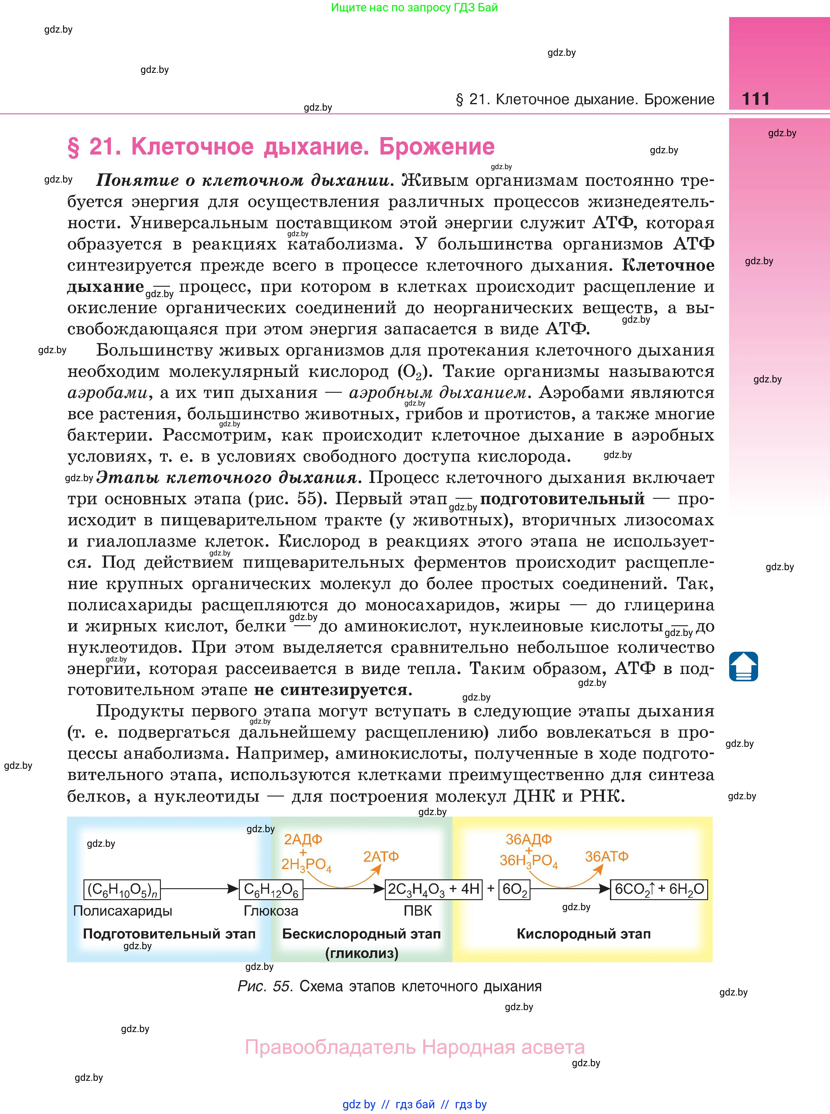 Биология, 11 класс Учебник, авторы: Дашков Максим Леонидович, Песнякевич Александр Георгиевич, Головач Алексей Михайлович, издательство Народная асвета, Минск, 2021, голубого цвета, страница 111