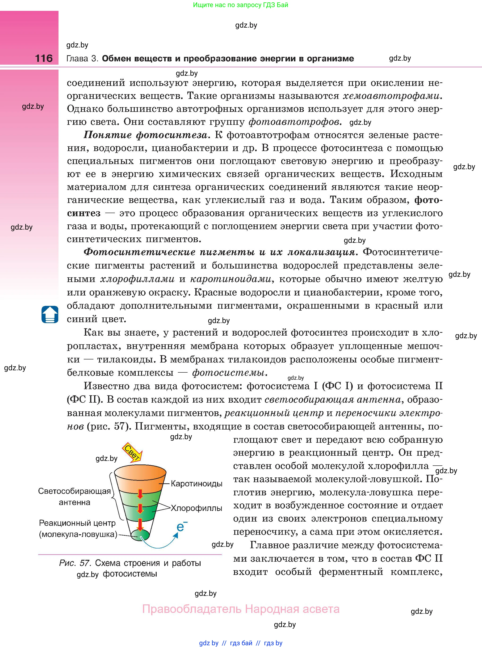 Биология, 11 класс Учебник, авторы: Дашков Максим Леонидович, Песнякевич Александр Георгиевич, Головач Алексей Михайлович, издательство Народная асвета, Минск, 2021, голубого цвета, страница 116