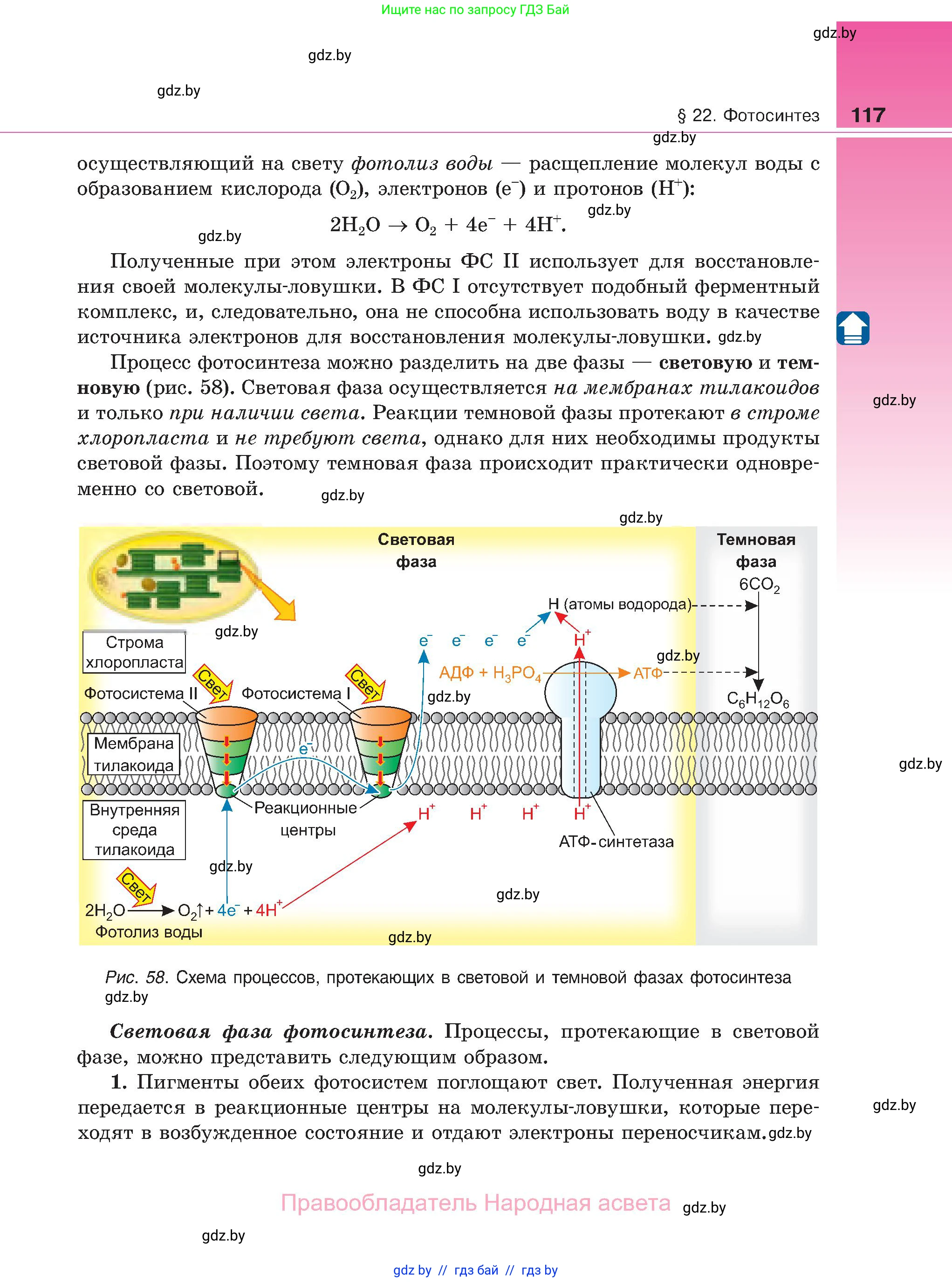 Биология, 11 класс Учебник, авторы: Дашков Максим Леонидович, Песнякевич Александр Георгиевич, Головач Алексей Михайлович, издательство Народная асвета, Минск, 2021, голубого цвета, страница 117