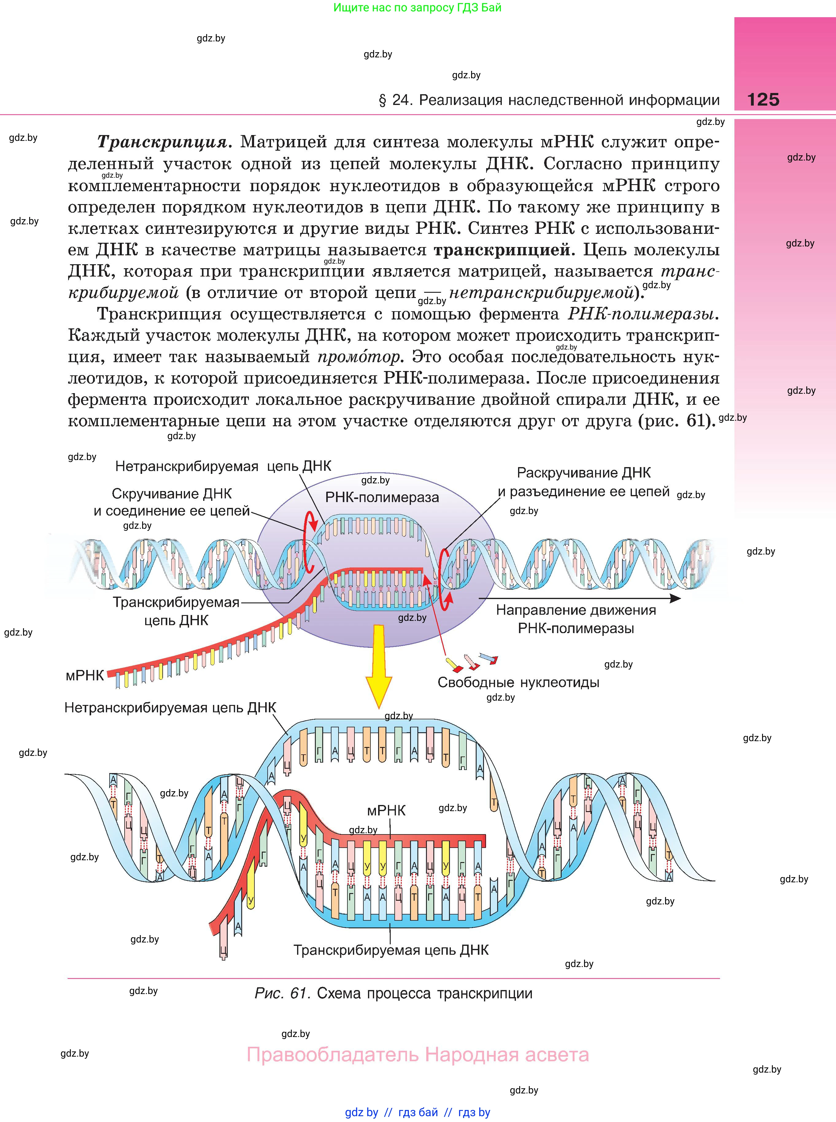 Биология, 11 класс Учебник, авторы: Дашков Максим Леонидович, Песнякевич Александр Георгиевич, Головач Алексей Михайлович, издательство Народная асвета, Минск, 2021, голубого цвета, страница 125