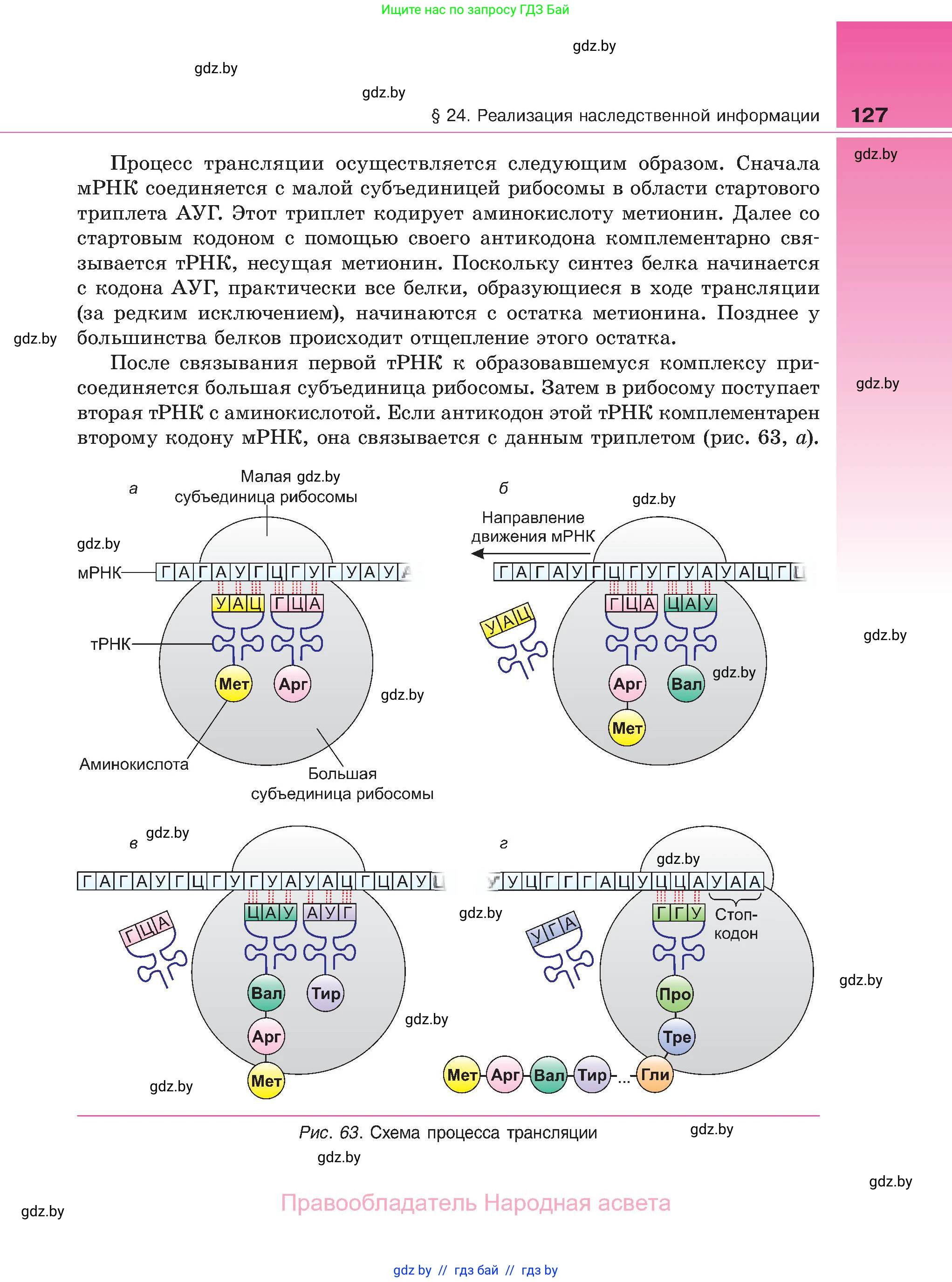 Биология, 11 класс Учебник, авторы: Дашков Максим Леонидович, Песнякевич Александр Георгиевич, Головач Алексей Михайлович, издательство Народная асвета, Минск, 2021, голубого цвета, страница 127