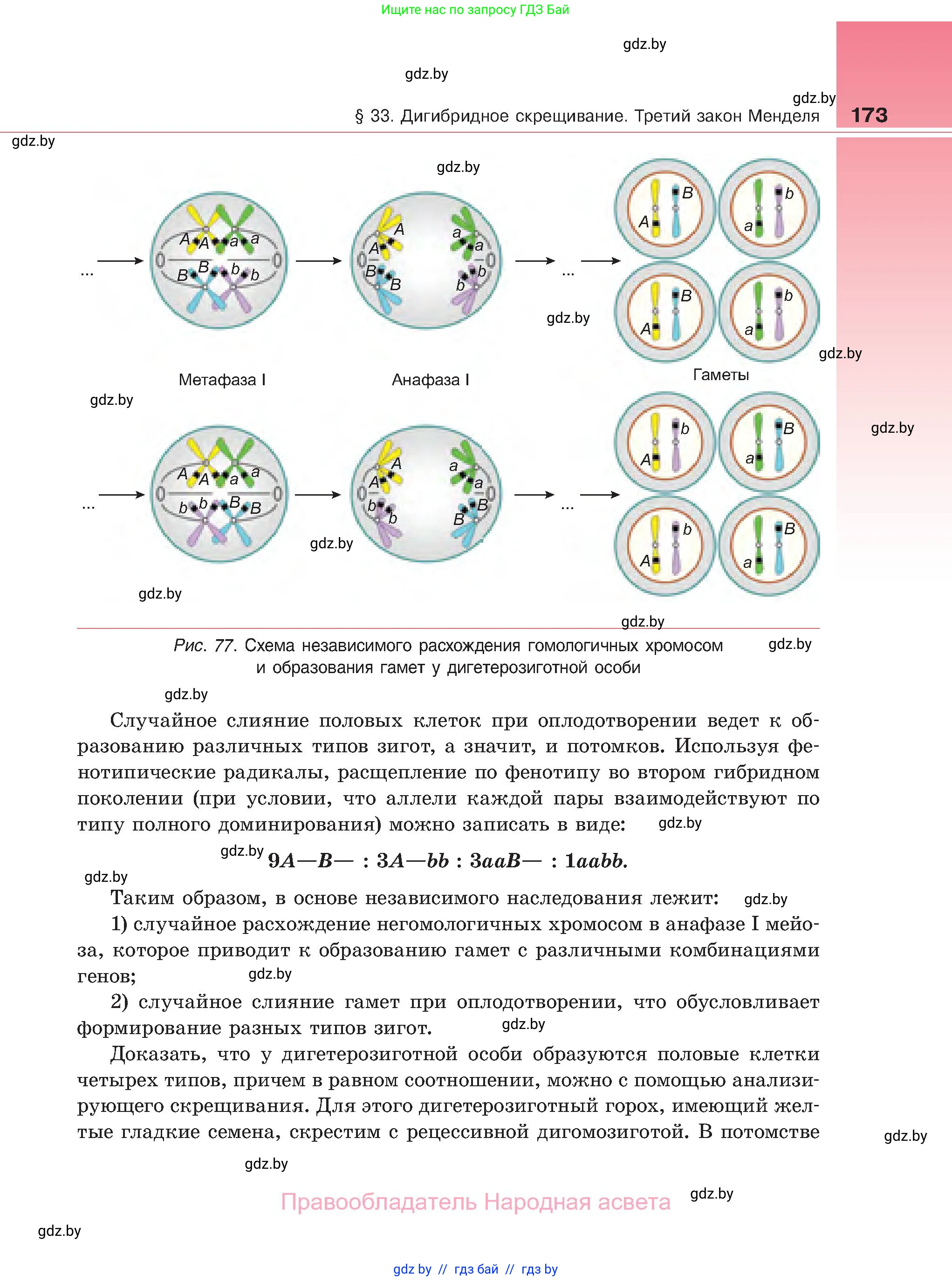 Биология, 11 класс Учебник, авторы: Дашков Максим Леонидович, Песнякевич Александр Георгиевич, Головач Алексей Михайлович, издательство Народная асвета, Минск, 2021, голубого цвета, страница 173