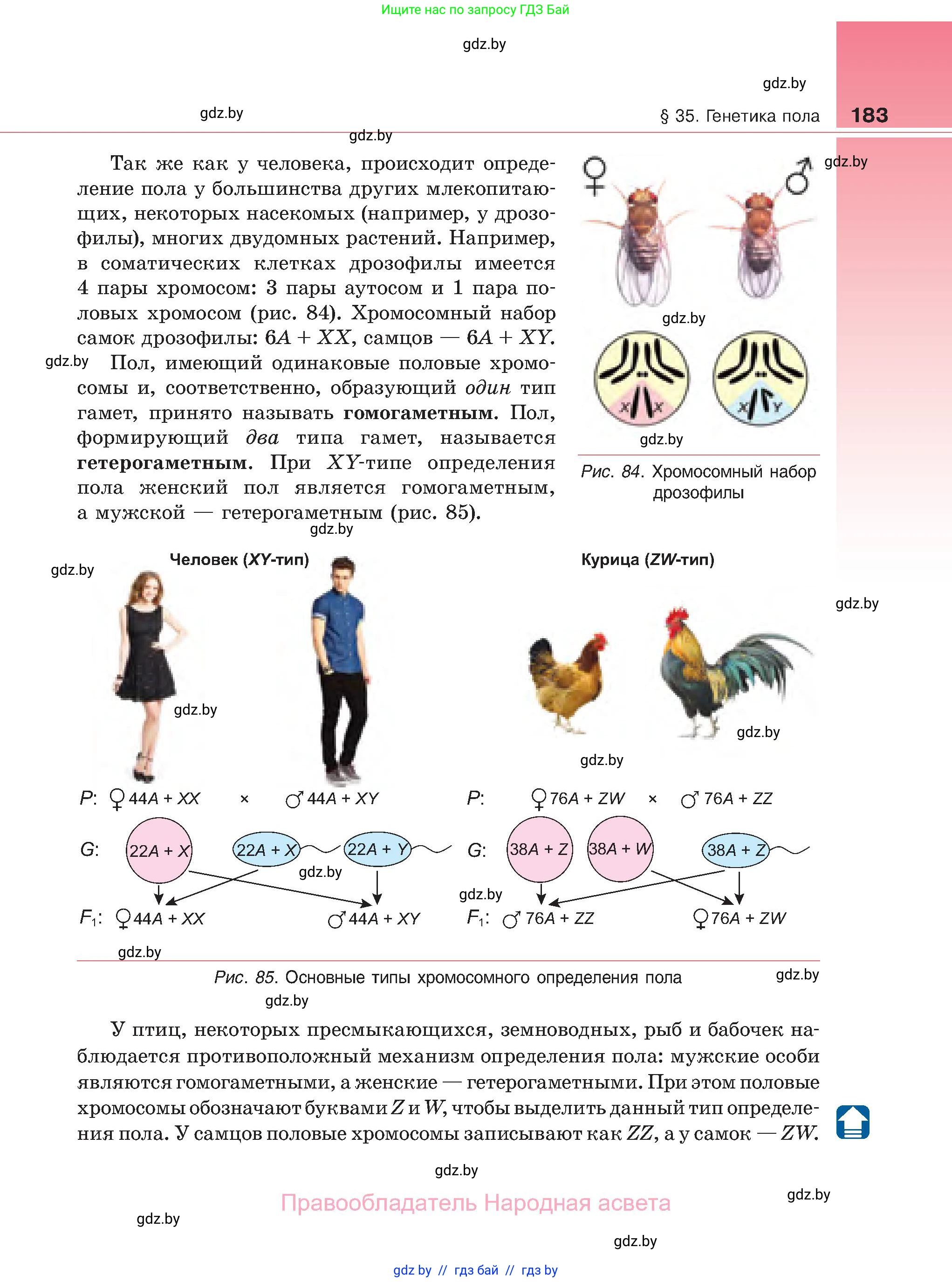 Биология, 11 класс Учебник, авторы: Дашков Максим Леонидович, Песнякевич Александр Георгиевич, Головач Алексей Михайлович, издательство Народная асвета, Минск, 2021, голубого цвета, страница 183