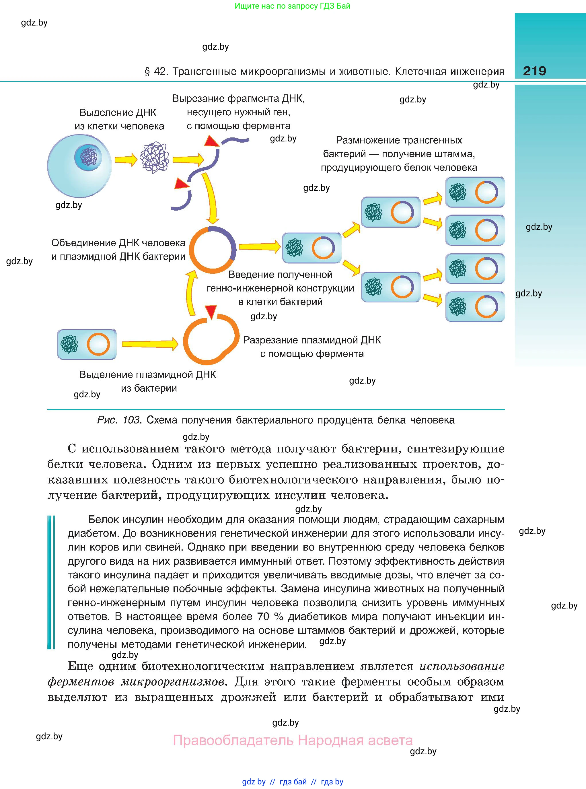 Биология, 11 класс Учебник, авторы: Дашков Максим Леонидович, Песнякевич Александр Георгиевич, Головач Алексей Михайлович, издательство Народная асвета, Минск, 2021, голубого цвета, страница 219