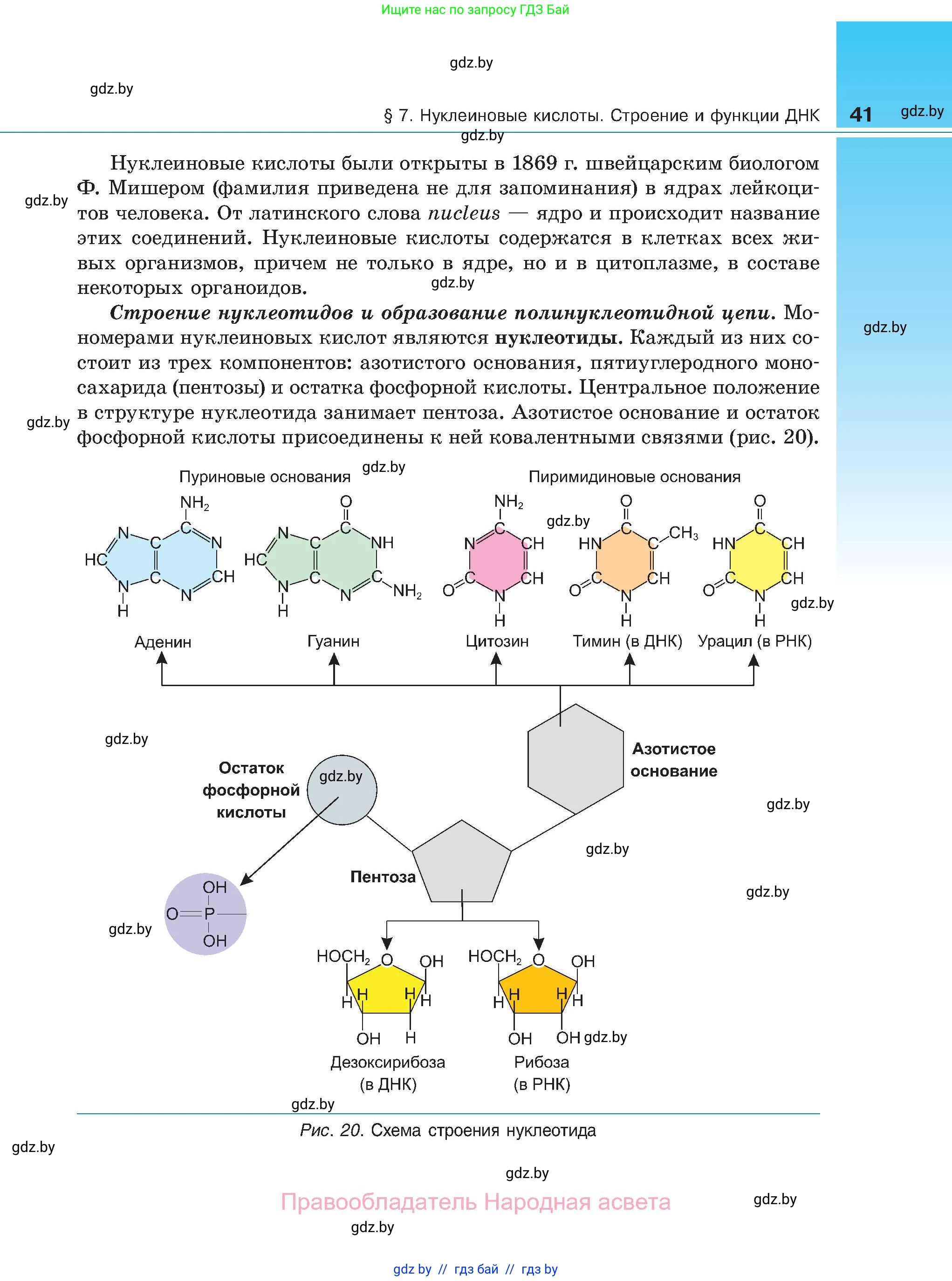 Биология, 11 класс Учебник, авторы: Дашков Максим Леонидович, Песнякевич Александр Георгиевич, Головач Алексей Михайлович, издательство Народная асвета, Минск, 2021, голубого цвета, страница 41