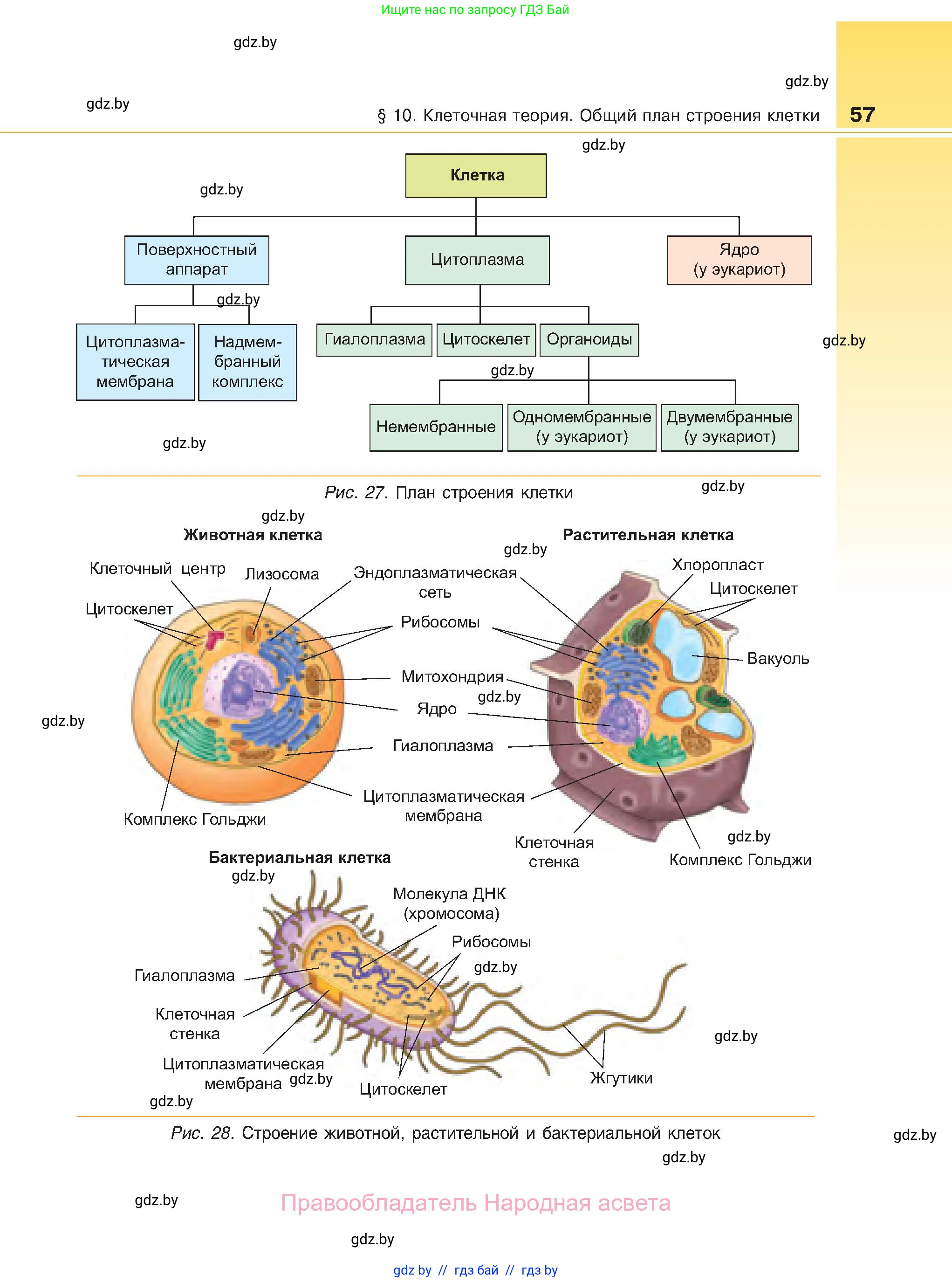 Биология, 11 класс Учебник, авторы: Дашков Максим Леонидович, Песнякевич Александр Георгиевич, Головач Алексей Михайлович, издательство Народная асвета, Минск, 2021, голубого цвета, страница 57
