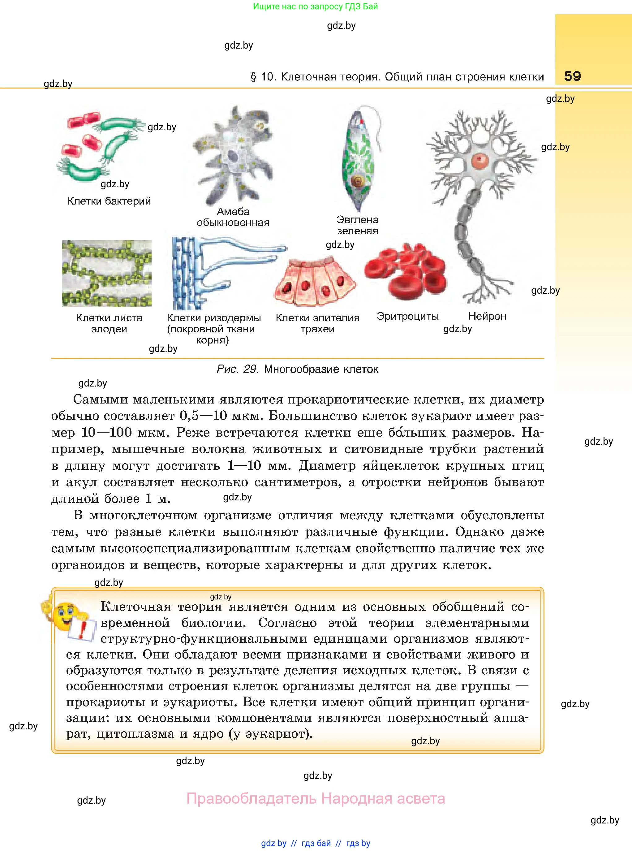 Биология, 11 класс Учебник, авторы: Дашков Максим Леонидович, Песнякевич Александр Георгиевич, Головач Алексей Михайлович, издательство Народная асвета, Минск, 2021, голубого цвета, страница 59