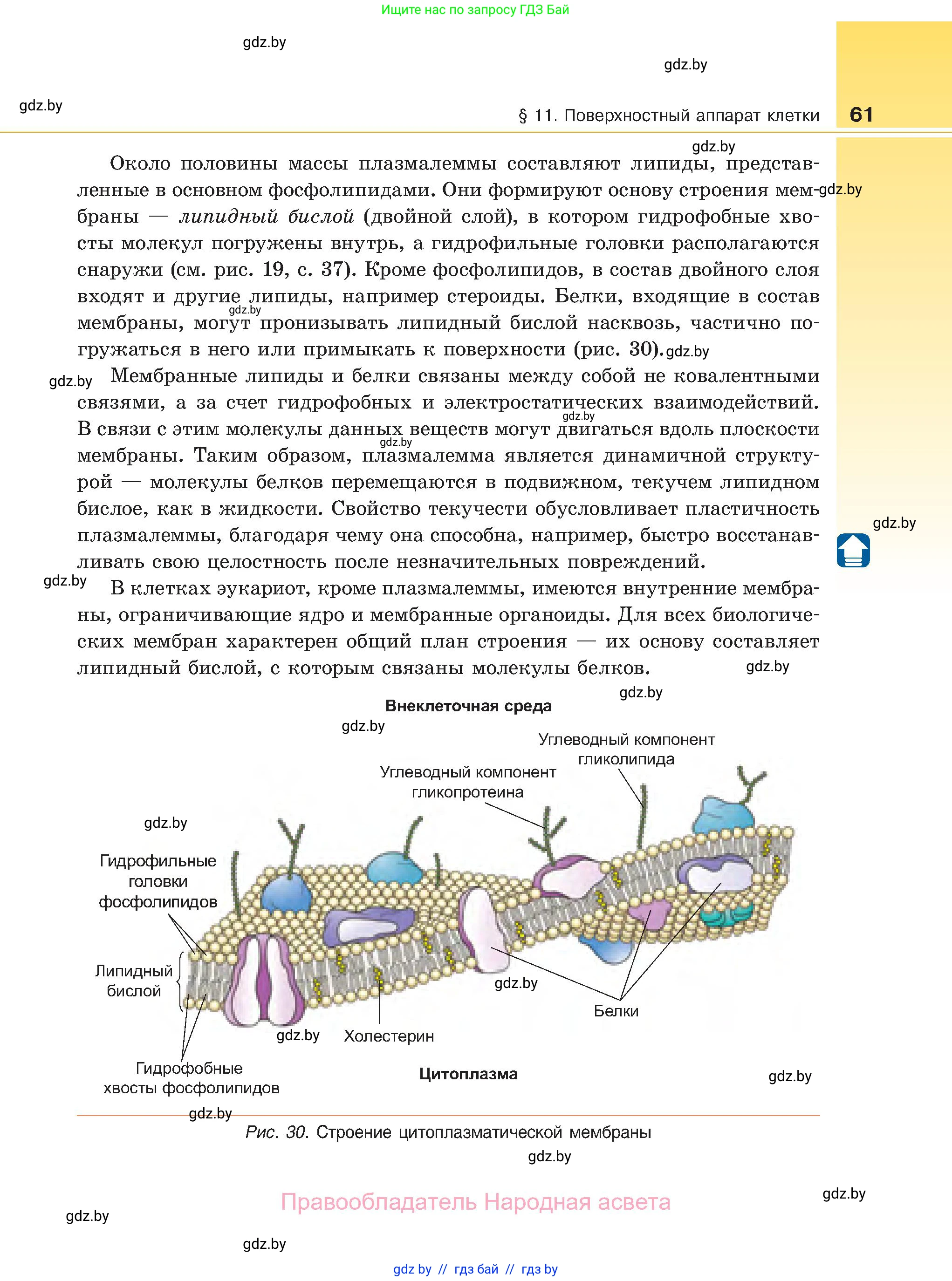 Биология, 11 класс Учебник, авторы: Дашков Максим Леонидович, Песнякевич Александр Георгиевич, Головач Алексей Михайлович, издательство Народная асвета, Минск, 2021, голубого цвета, страница 61