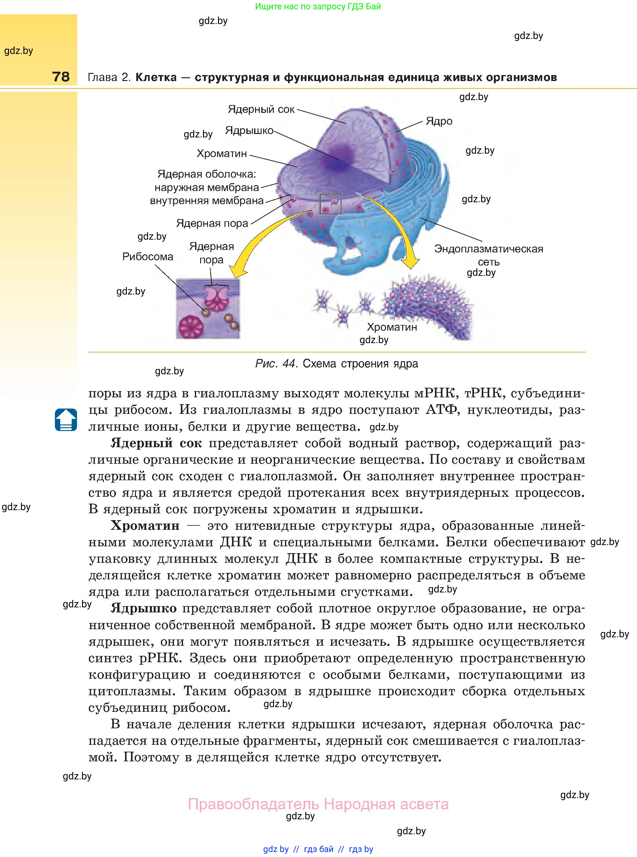 Биология, 11 класс Учебник, авторы: Дашков Максим Леонидович, Песнякевич Александр Георгиевич, Головач Алексей Михайлович, издательство Народная асвета, Минск, 2021, голубого цвета, страница 78