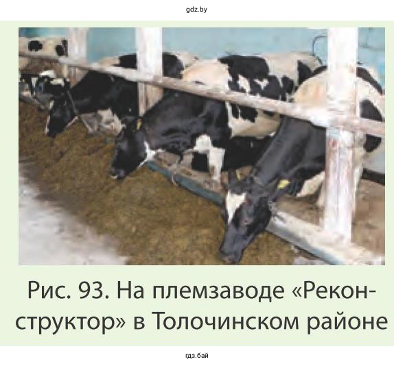 Рис. 93. На племзаводе «Реконструктор» в Толочинском районе